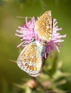 two common blues on a pink thistle flower