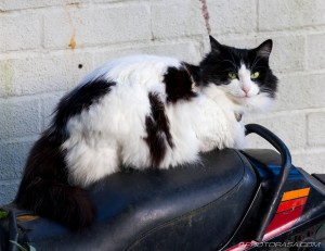 white black cat on bike seat
