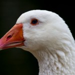 white goose with orange beak
