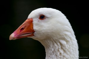white goose with orange beak