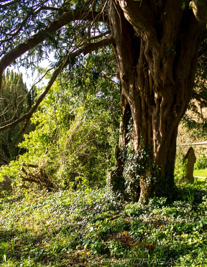 ancient yew