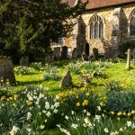 daffodils at the side of the church