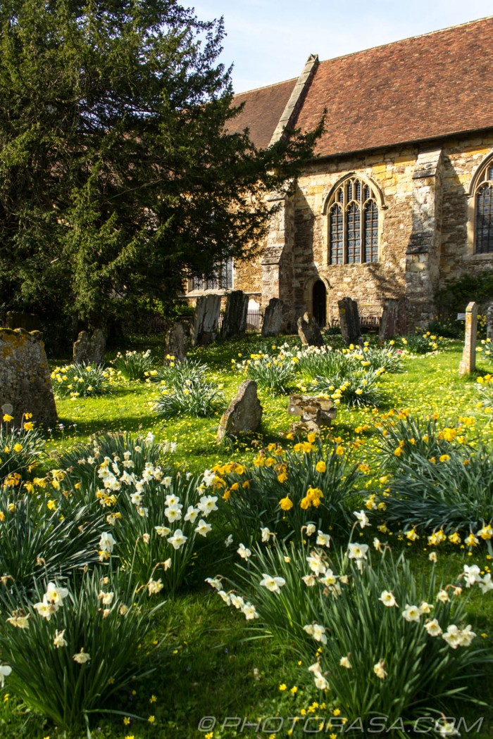 daffodils at the side of the church
