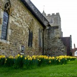 daffodils by the church