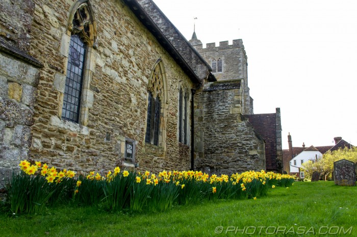 daffodils by the church
