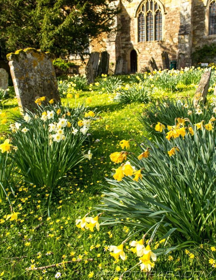 daffs and buttercups leading to church door