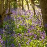 blanket of blue forest flowers