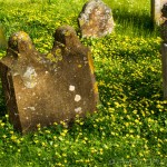 graves surrounded by buttercups