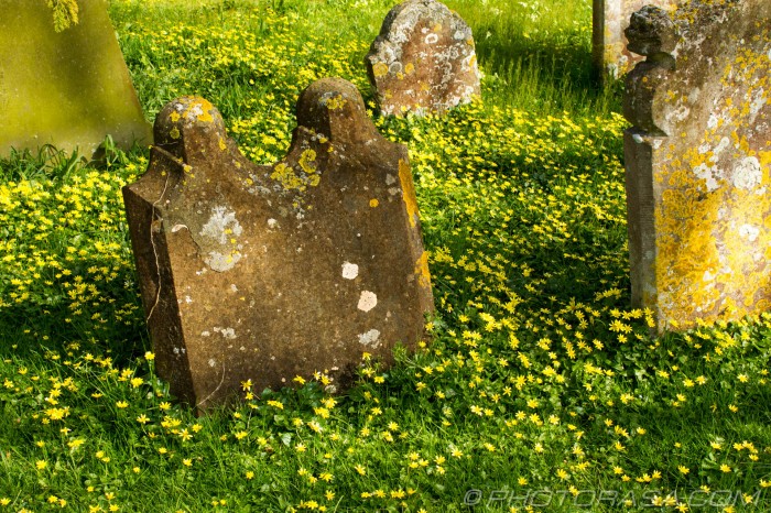 graves surrounded by buttercups