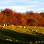 light on sheep and treeline at top of hill