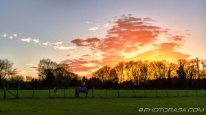 pink evening clouds and tree silhouette in field with horses