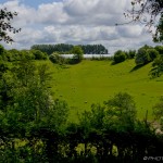 sheep field near stoneacre place