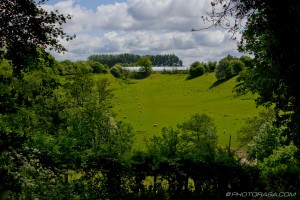 sheep field near stoneacre place