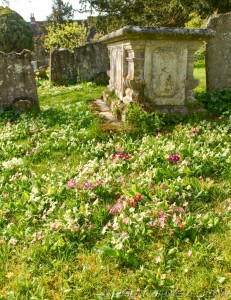 wild primroses and polyanthus near large grave