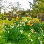 yellow and white daffodils in the churchyard