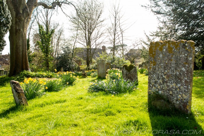 yellow church daffs