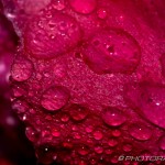 dewdrop pattern on pink rose