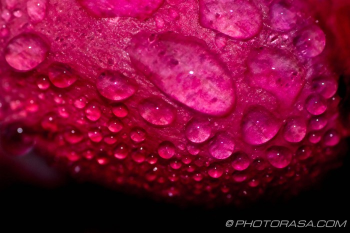 droplet patterns on pink rose