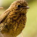 fluffy-young-robin