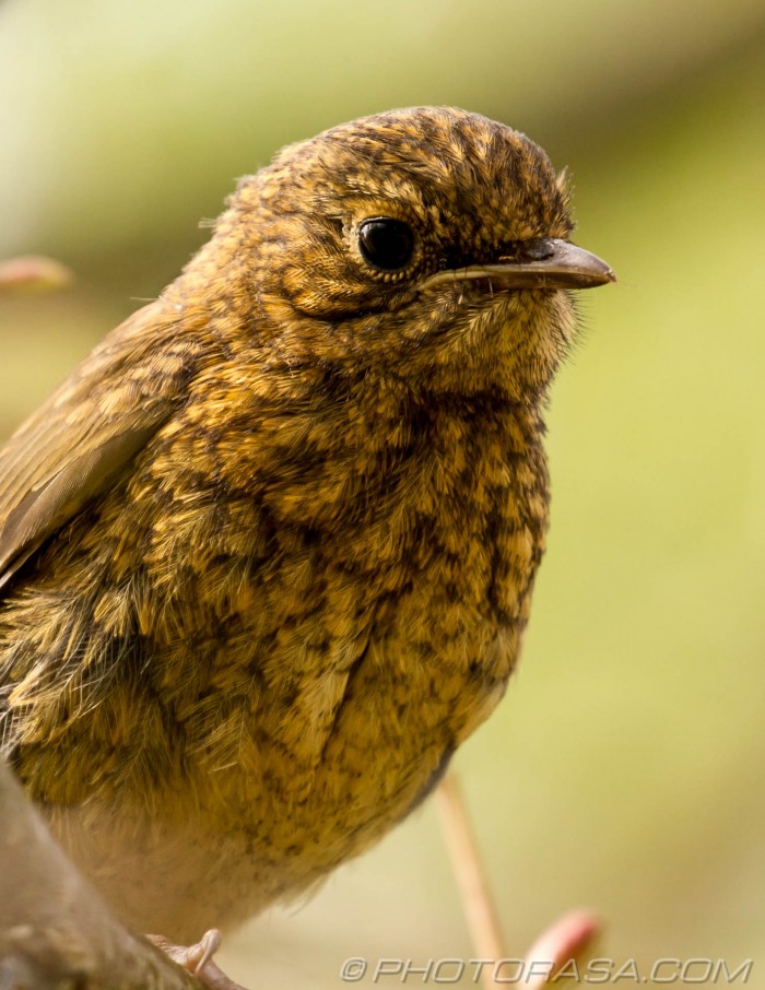 fluffy young robin
