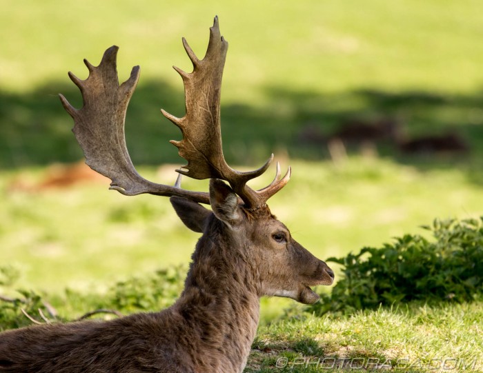 full palmate antlers on buck - Photorasa Free HD Photos