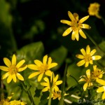 group of buttercups