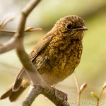 juvenile on a branch