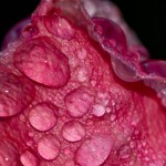 meaty pink rose and water drops