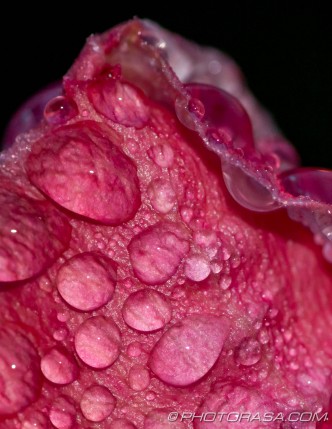 meaty pink rose and water drops