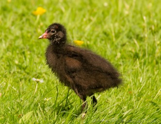 moorhen chick