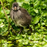moorhen chick having a paddle