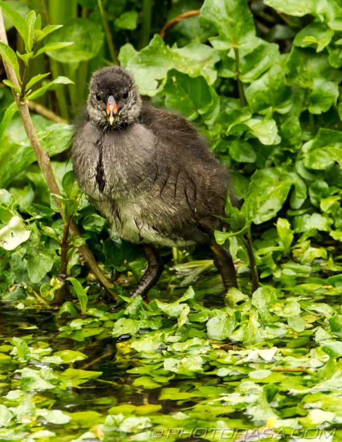 moorhen chick having a paddle