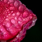 pink rose flesh and dewdrops