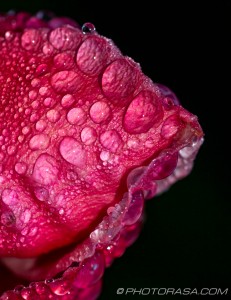 pink rose flesh and dewdrops