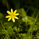 single buttercup in the grass
