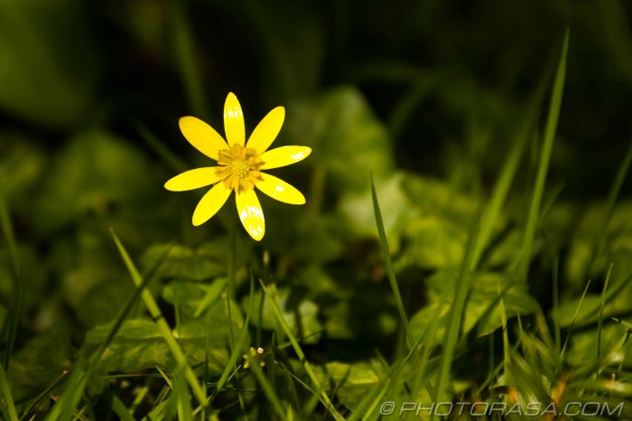 single buttercup in the grass