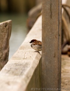 sparrow at the harbour