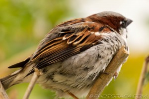 sparrow feathers
