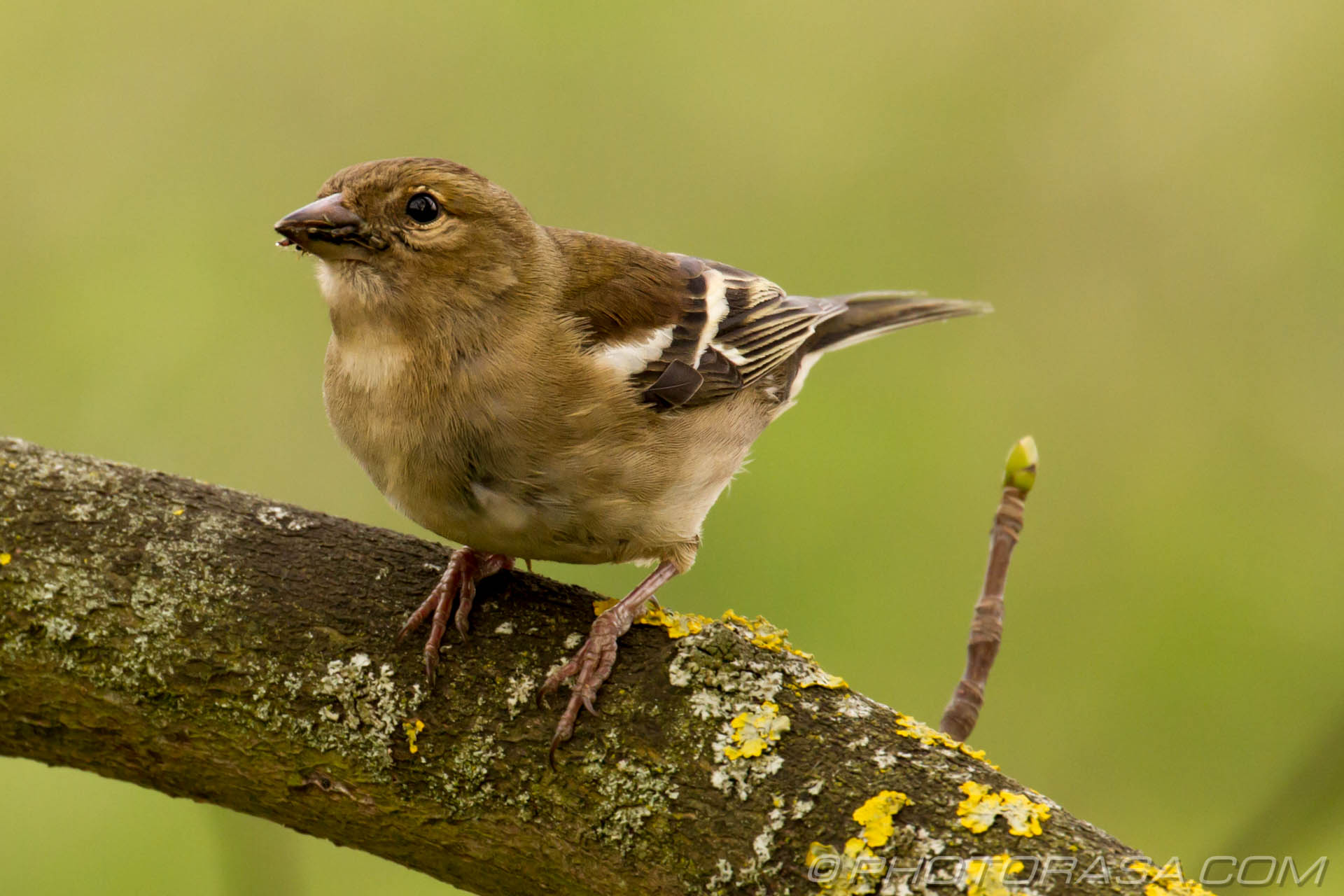 sparrow with insect food in mouth - Photorasa Free HD Photos