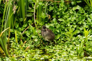 young moorhen in the greenery