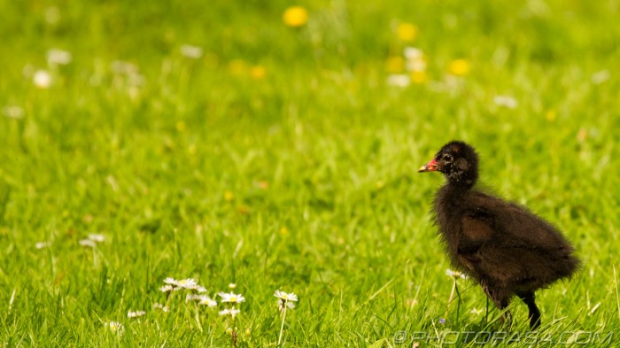 young moorhen on the grass