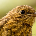 young-robin-feathers-and-eye-close-up