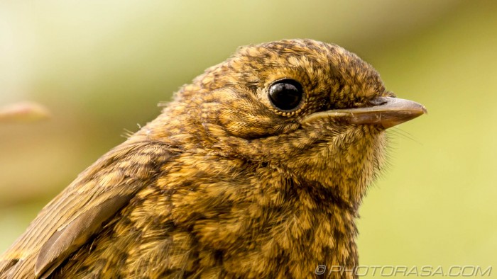 young robin feathers and eye close up