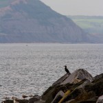 cormorant with cliffs in background