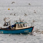 fishing boat surrounded by seagulls