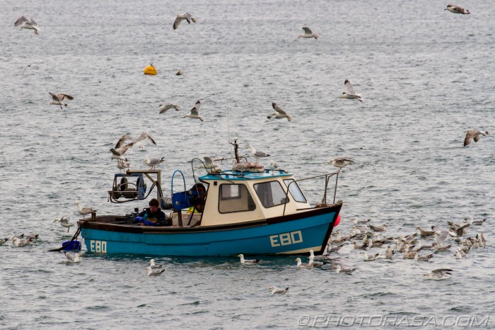 fishing boat surrounded by seagulls