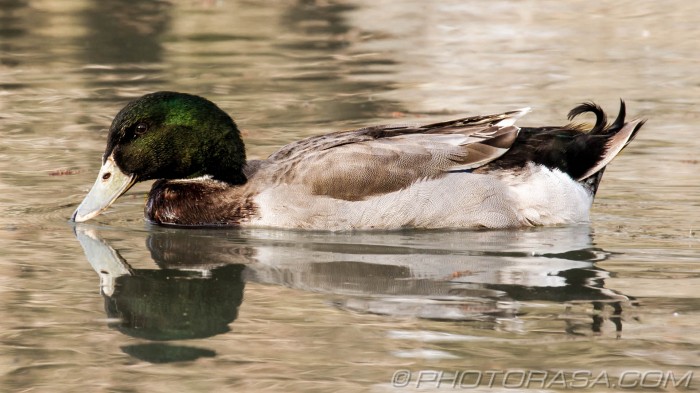 mallard gadwall with white beak
