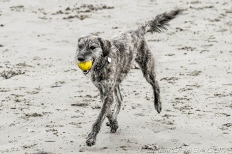 running on sand with yellow ball in mouth