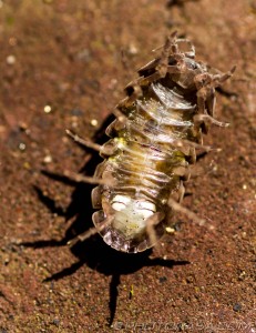 underside of woodlouse