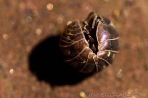 woodlouse ball